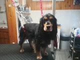 Chic Canin