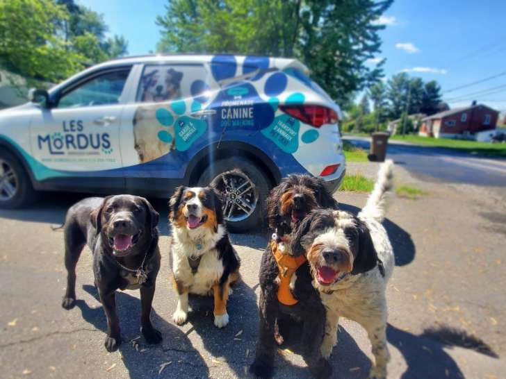 Les Mordus Services Canins