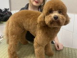 Toutou Coif'