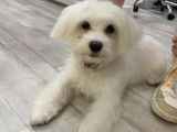 Espace Canin Thonon