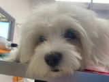 Espace Canin Thonon