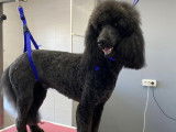 Espace Canin Thonon