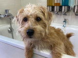 Espace Canin Thonon