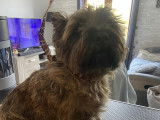 Bulles Dog 24