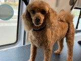Bulles Dog 24