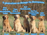 Du Mazage De Mascayenne