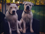 Chris Dog World