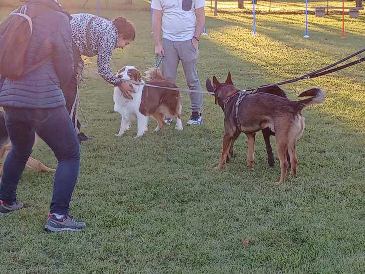 Chris Dog World