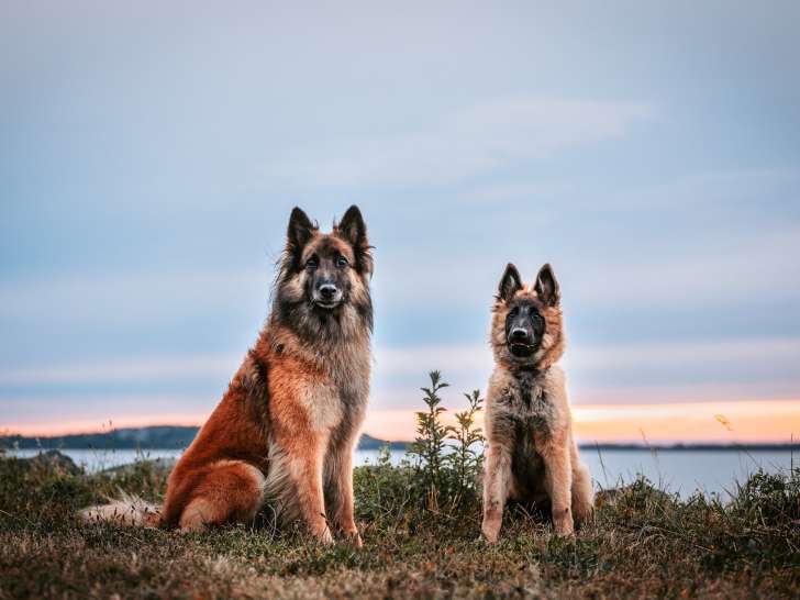 Duo Canin