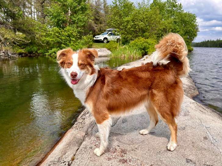 Solutions Comportements Canins