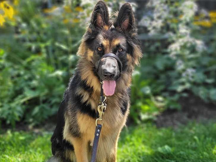 Meg & Oly Services Canins
