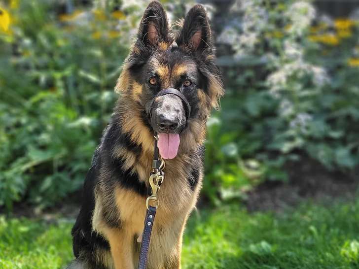 Meg & Oly Services Canins