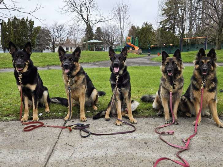 Meg & Oly Services Canins