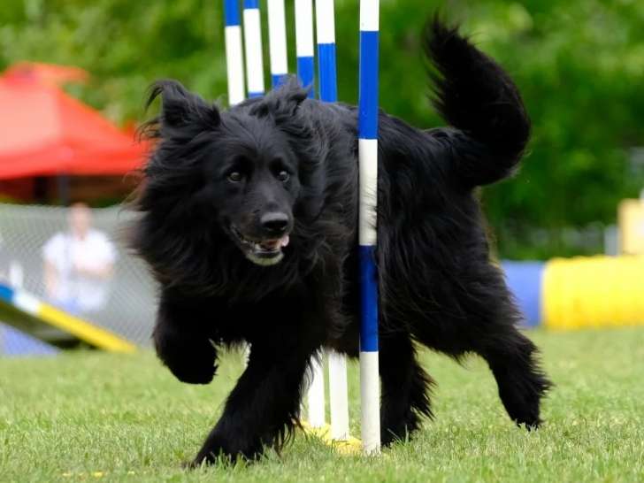 Professionnel Légitime Canin