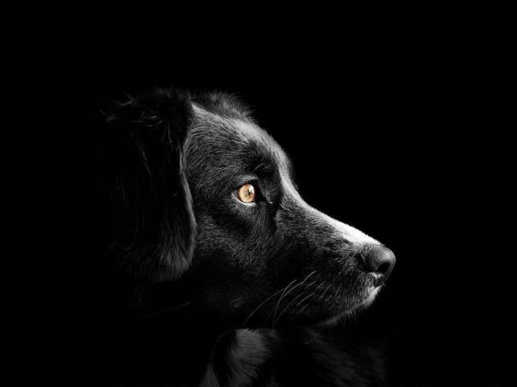 Montsera services canins