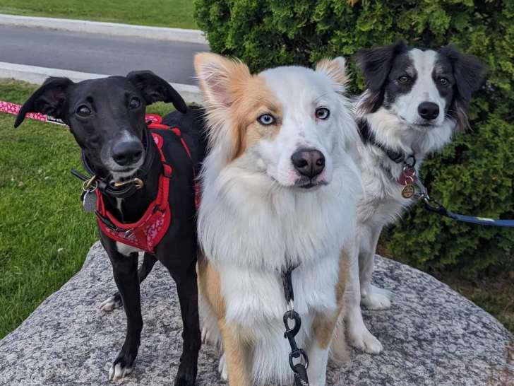 LF/K9