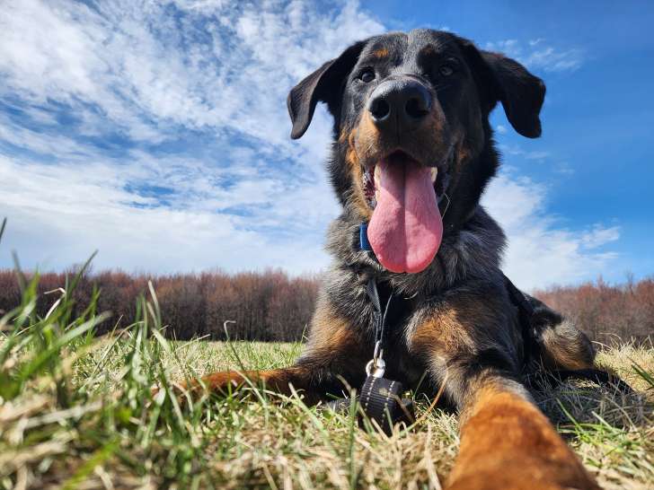 Académie Canine Allycia Leclerc