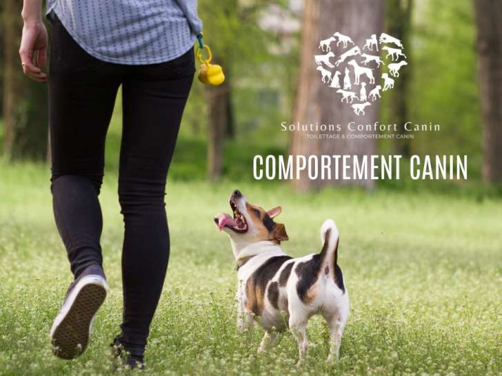 Solutions Confort Canin