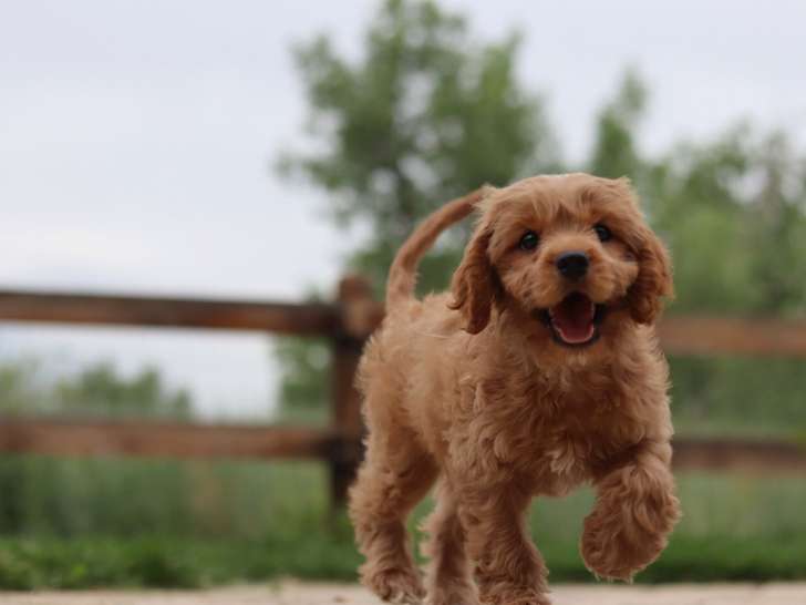 Le Chien Coureur