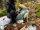 Aska en cani-randonnée avec Robinsonner Ensemble