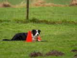 Club Canin du Crecou