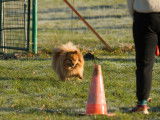 Club Canin du Crecou