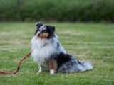 Club Canin du Crecou