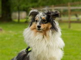 Club Canin du Crecou