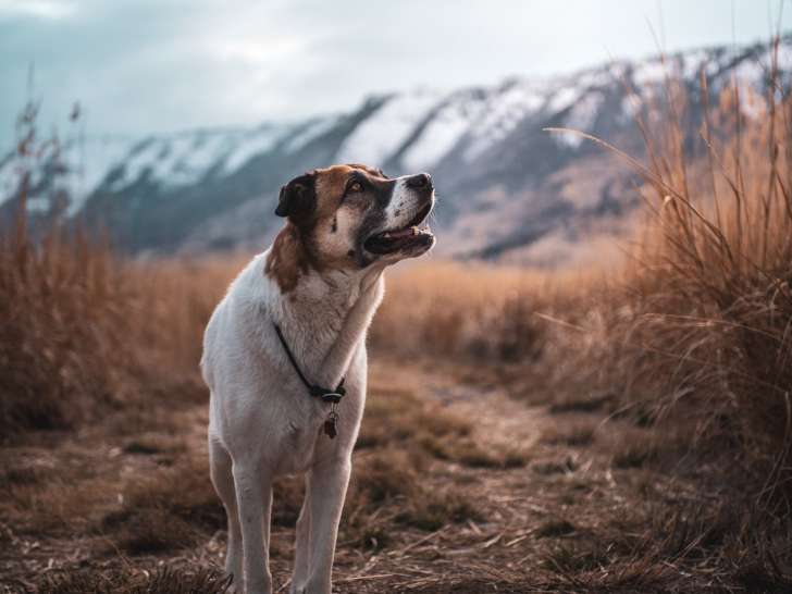 Bark Busters