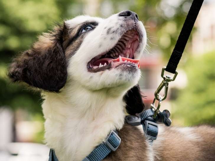 J'aime ton chien