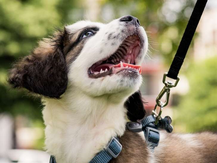 J'aime ton chien