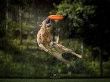 Frisbee Canin Laurentides