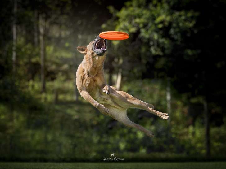 Frisbee Canin Laurentides