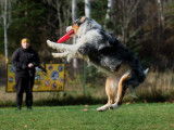 Frisbee Canin Laurentides