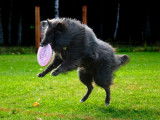 Frisbee Canin Laurentides