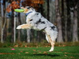 Frisbee Canin Laurentides