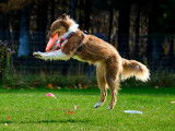 Frisbee Canin Laurentides