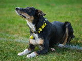 Frisbee Canin Laurentides