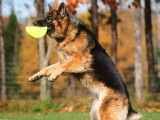 Frisbee Canin Laurentides