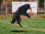Frisbee Canin Laurentides