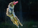 Frisbee Canin Laurentides