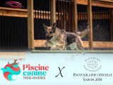 Piscine Canine