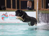 Piscine Canine