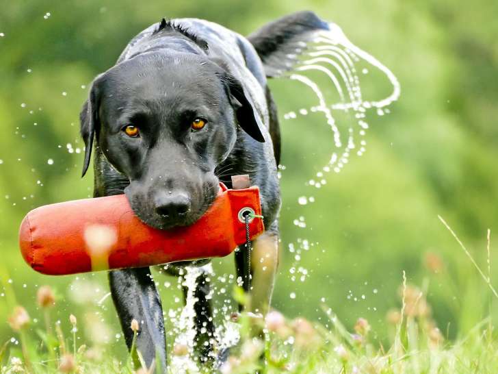 Piscine Canine