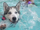 Piscine Canine