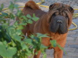 Shar Peis Du Ferraillon