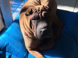 Shar Peis Du Ferraillon