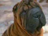 Shar Peis Du Ferraillon