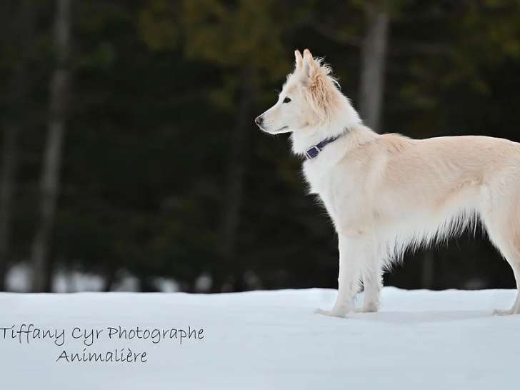Symbiose Canin