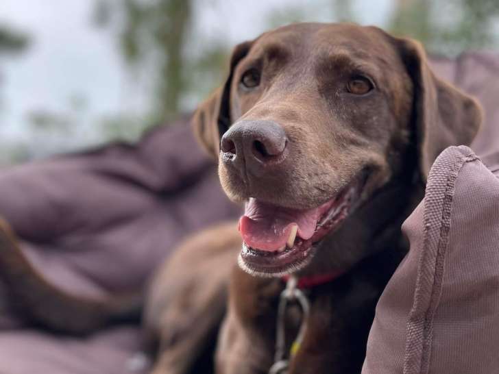 Harmonies Canines